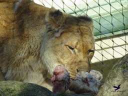 Tiergarten Schönbrunn am 27.01.2026